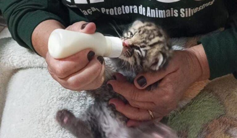 Filhote de gato-maracajá é resgatado em fazenda de Rancharia