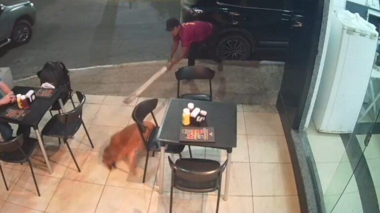 Homem preso por agredir cachorro em Juazeiro do Norte