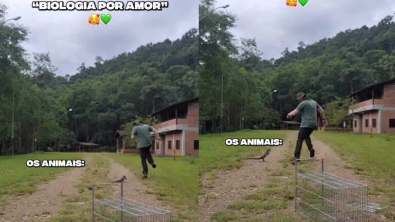 Lagarto corre atrás de biólogo durante soltura em SC