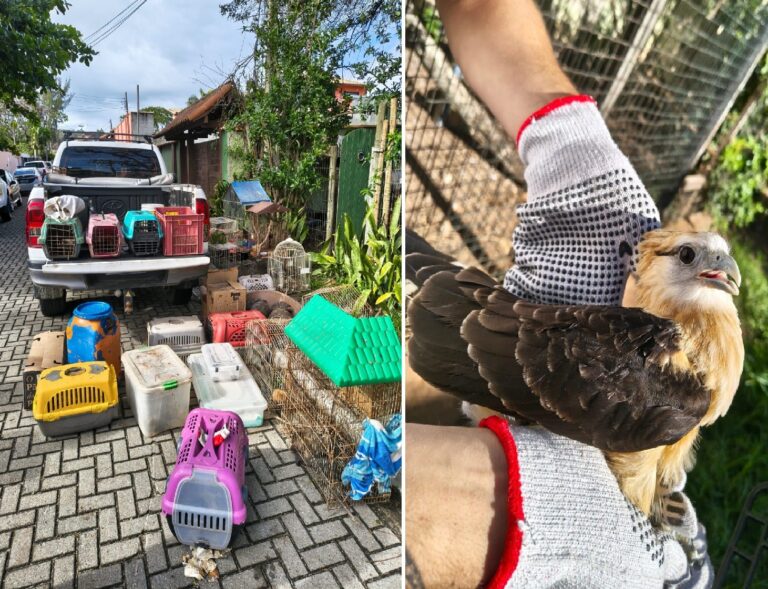 Instituto ambiental em Búzios é alvo de operação com resgate de 93 animais