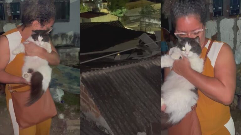 Gata resgatada após explosão em Olinda emociona tutora