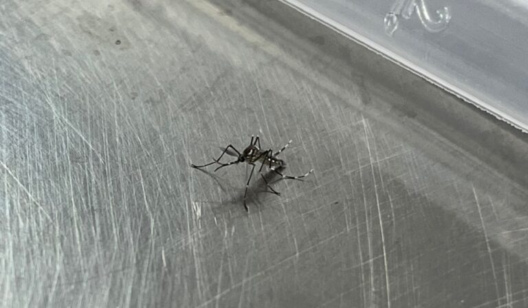 Casos de dengue mais que dobram no Acre com vacinação abaixo da meta