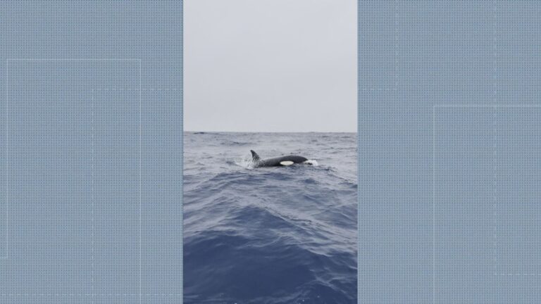 Oceanógrafo registra orcas na orla do Rio