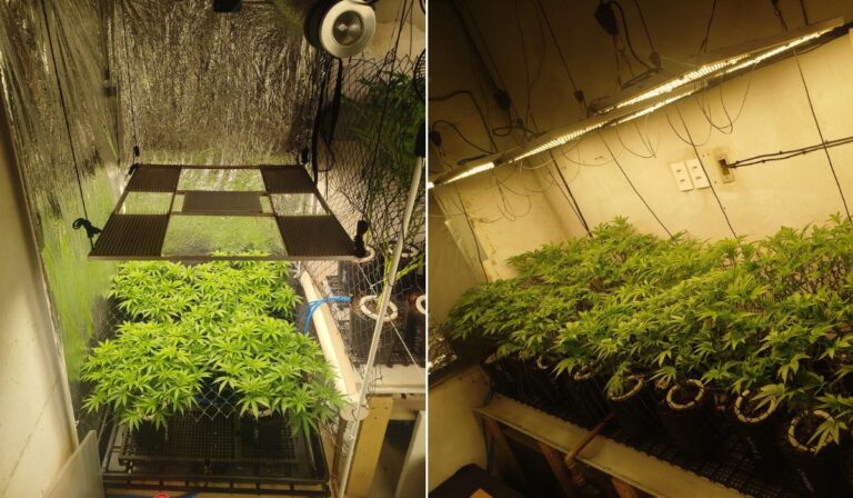 Polícia encontra estufas e apreende pés de maconha em Hortolândia