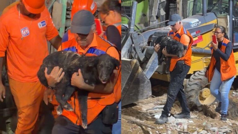 Cachorro resgatado de escombros após explosão em Olinda morre