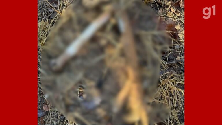 Ossada humana encontrada em cova rasa na zona rural de Barão de Grajaú