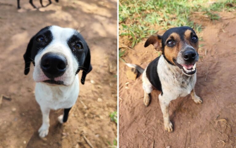 Cães resgatados em rodovias da região de Ribeirão Preto podem ser adotados