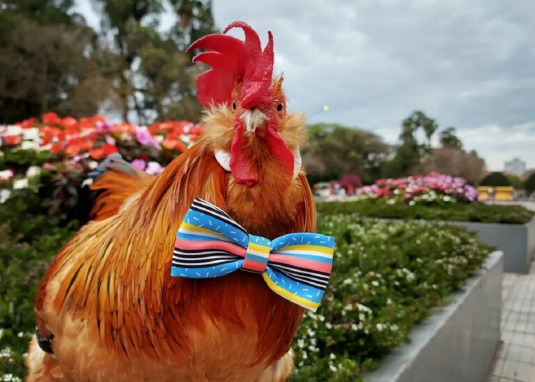 Galo Fu, pet influencer, morre aos 6 anos