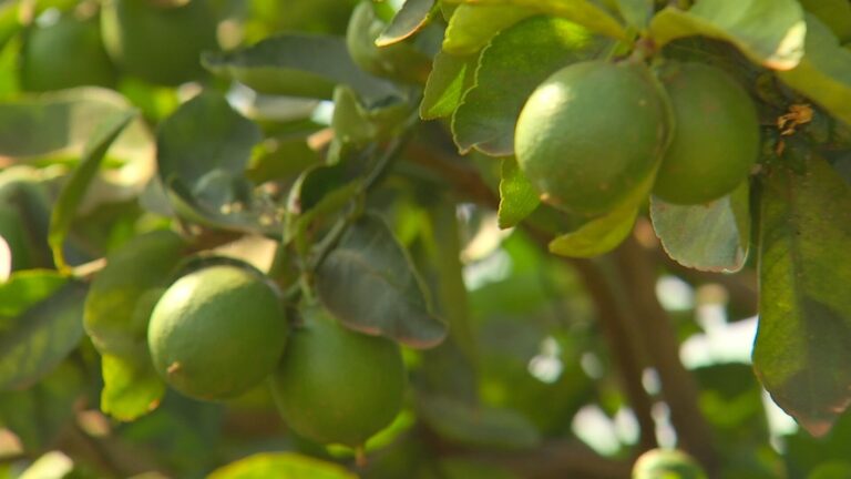 Queda de produtividade afeta colheita de limão