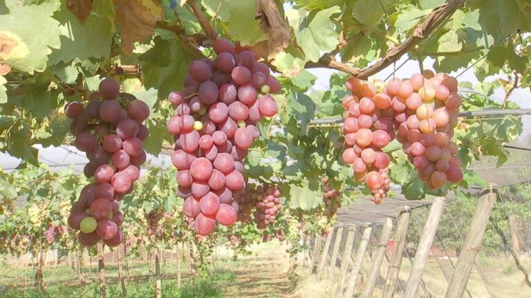 Safra de uva enfrenta dificuldades na região de Jales