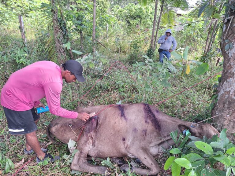 Despejo em área quilombola no Amapá gera revolta e deixa animais sem comida