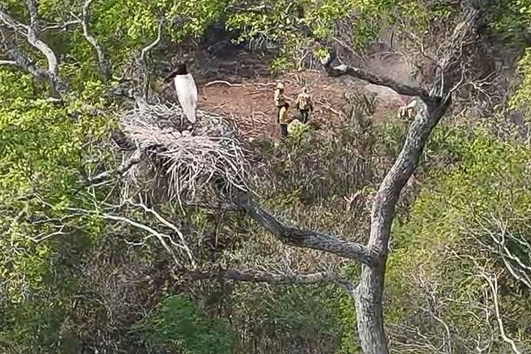 Brigadistas salvam ninho de tuiuiú do fogo no Pantanal