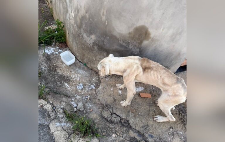 Cadela resgatada em Itapeva após denúncia de maus-tratos
