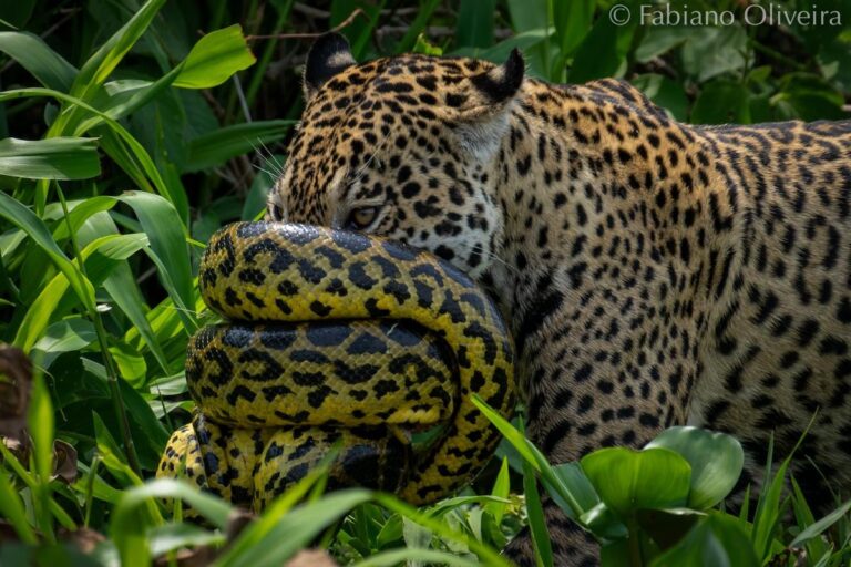 Onça-pintada e sucuri protagonizam batalha no Pantanal