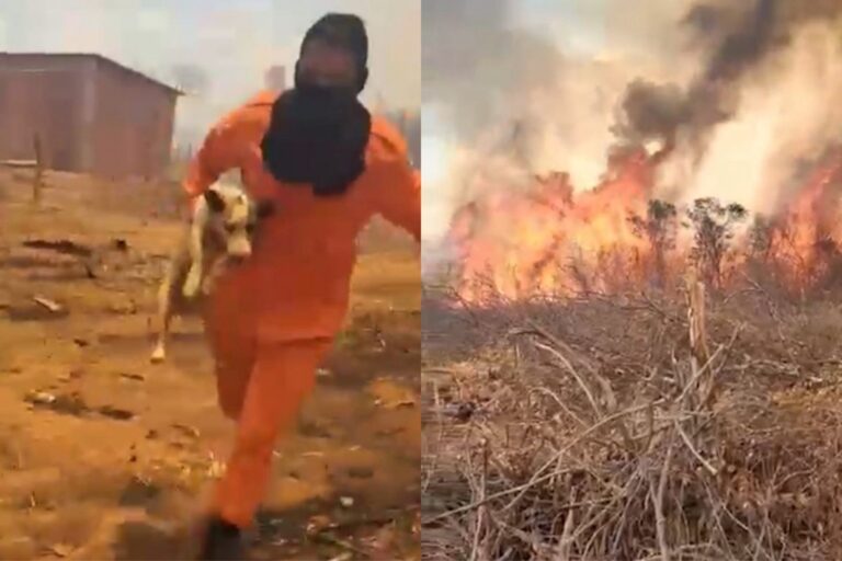 Bombeiro resgata cachorro em meio a incêndio no Piauí