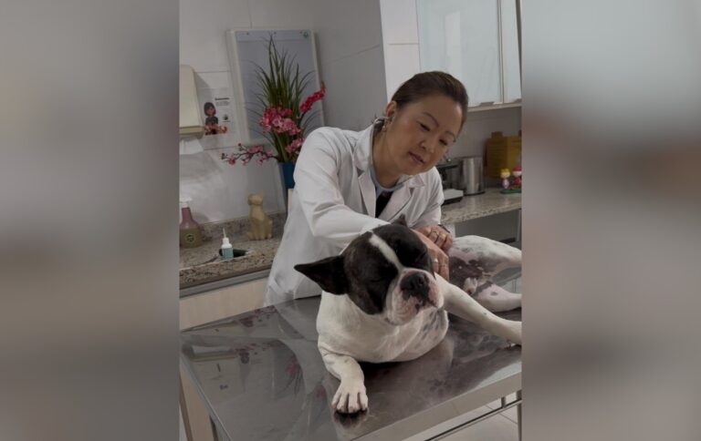 Cinomose: cidades alertam sobre aumento de casos da doença fatal em animais