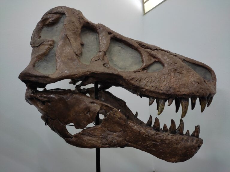 Museu de História Natural em Taubaté revela ossos de ave gigante pré-histórica