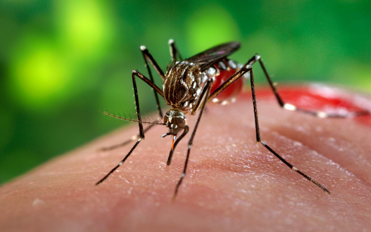 Brasil Lança Dia D Nacional Contra a Dengue, Zika e Chikungunya com Novas Estratégias