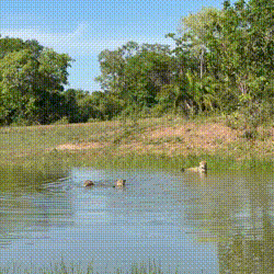 Em refúgio pantaneiro, família de onças busca alívio do calor escaldante em açude