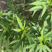 Condenado por Tráfico Interestadual é Preso Novamente e Maconha é Encontrada em sua Residência