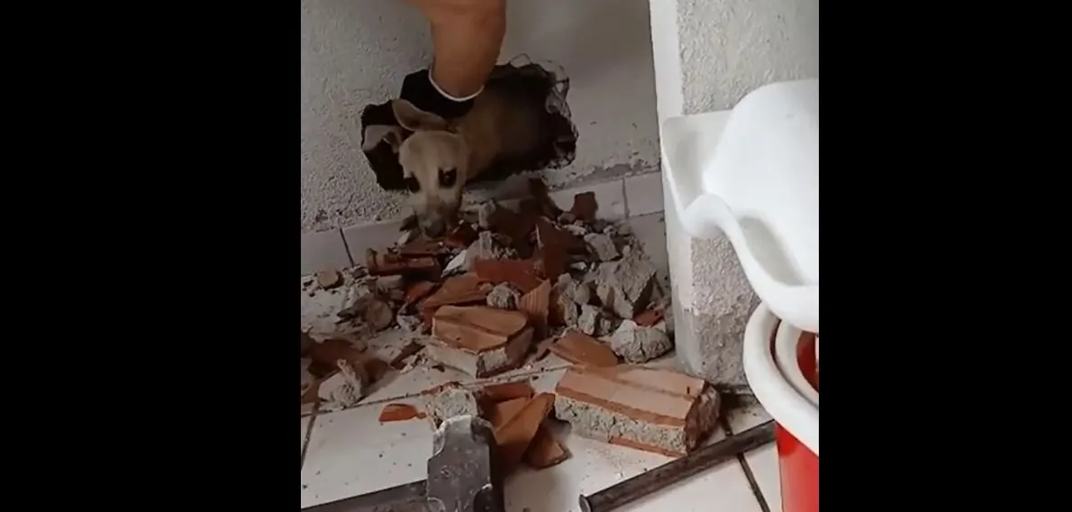 Resgate Heroico: Bombeiros Salvam Cão Preso Entre Paredes em Natal
