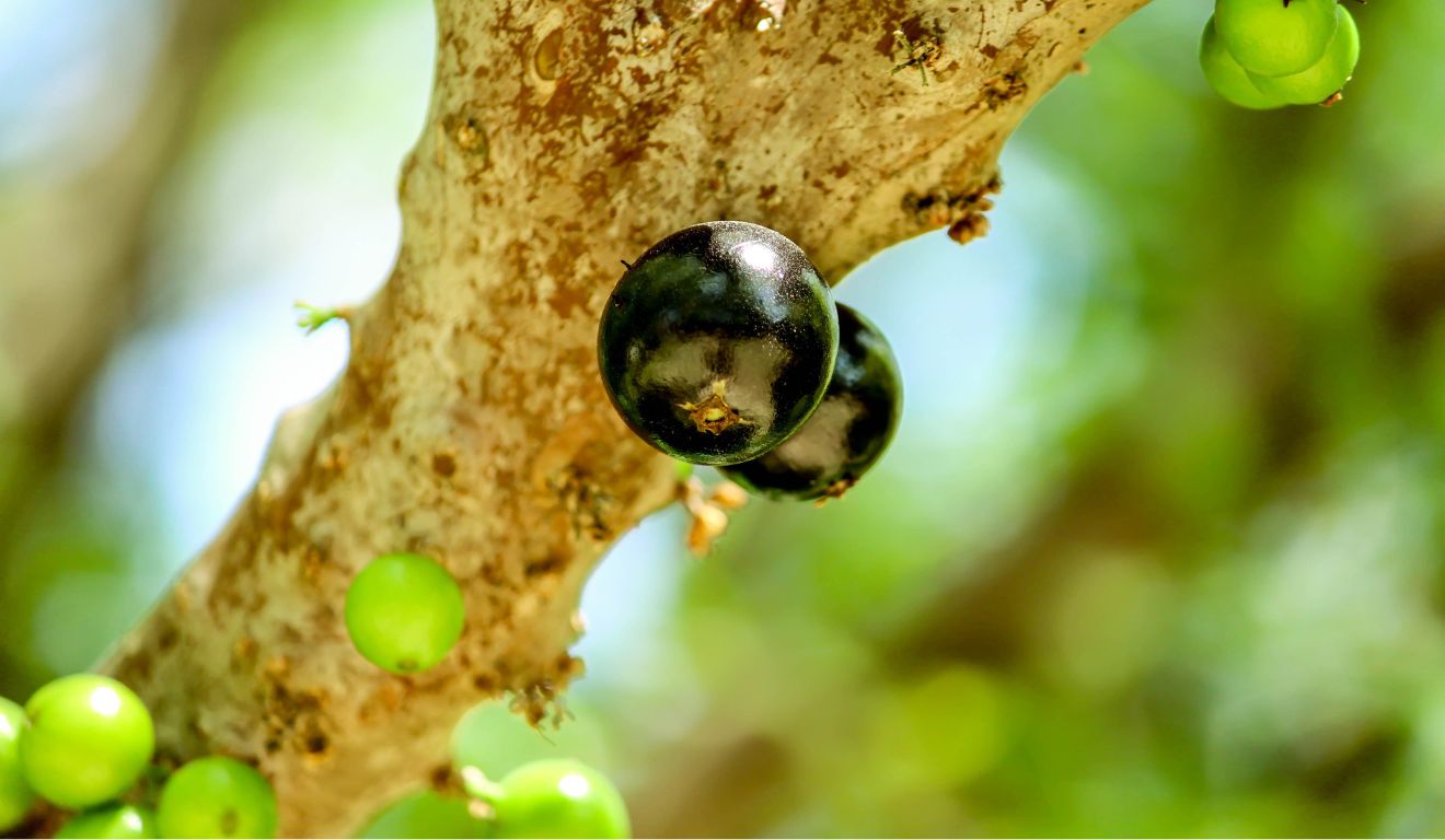 Poder da Jabuticaba: Estudo Revela Benefícios Surpreendentes para o Cérebro e o Apetite