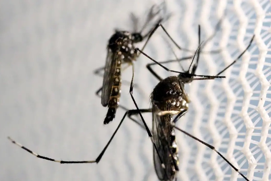 GDF Declara Guerra à Dengue em Dia de Mobilização Nacional: Estratégias Inovadoras e Apelo à População