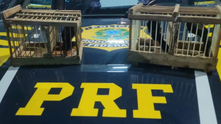 Ações da PRF Resgatam Aves Silvestres em Bela Vista do Maranhão: Transporte Ilegal é Combatido
