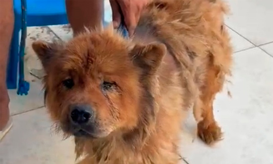 Itabaiana: Casal é Preso em Flagrante por Horríveis Maus-Tratos a Cão