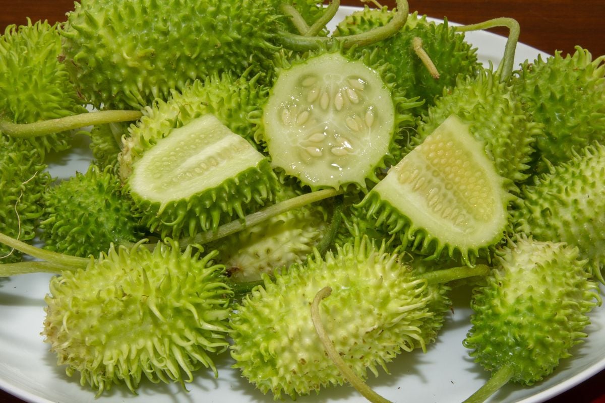 Maxixe: O ‘Superlegume’ Brasileiro que Impulsiona a Imunidade e Surpreende na Cozinha