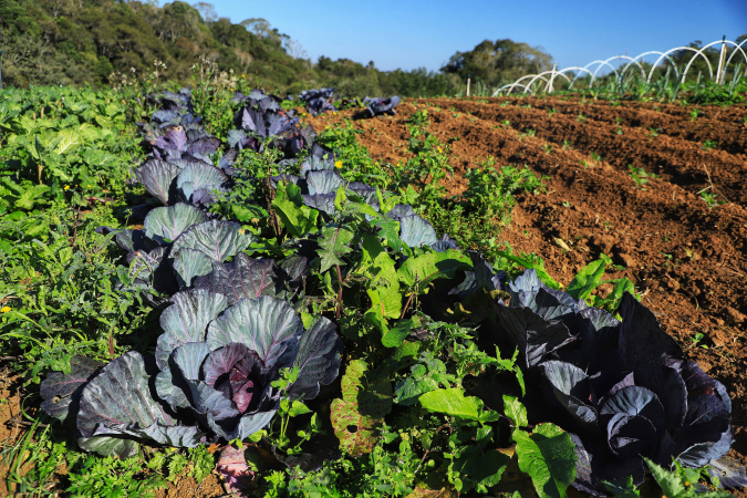 Projeto Renda Agricultor Familiar fortalece 955 famílias no Paraná em 2025