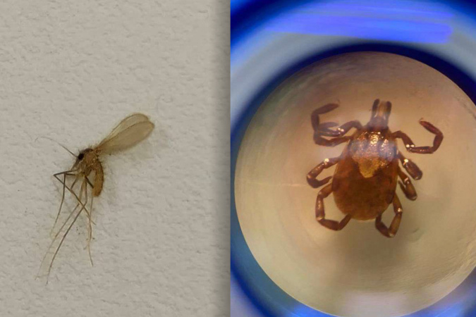 Saúde reforça cuidados contra carrapato e mosquito-palha transmissores de doenças