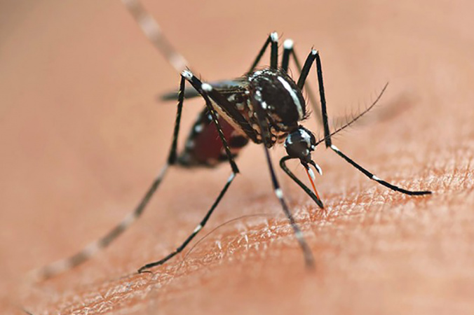 Secretaria da Saúde atualiza boletins epidemiológicos da dengue no Paraná