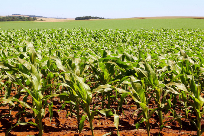 Soja e milho avançam apesar do calor e chuvas irregulares no Paraná