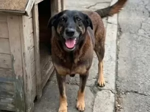 Psiquiatria evita termo psicopata para adolescentes após caso do cão Orelha