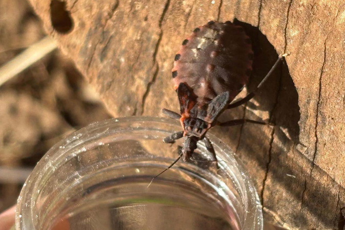 Saúde reforça prevenção contra o bicho-barbeiro para evitar doença de Chagas