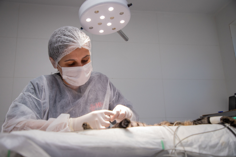 Prefeitura e HPet somam mais de 14 mil atendimentos veterinários gratuitos em Curitiba
