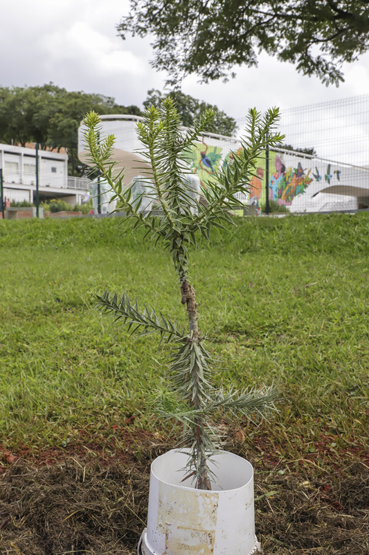 Fazenda Urbana da Cic impulsiona plantio consorciado de araucária e erva-mate