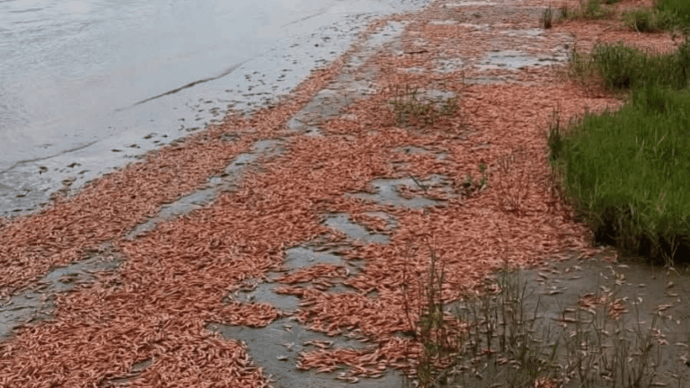 Mortandade de camarões chama atenção às margens do rio Tietê em Igaraçu do Tietê