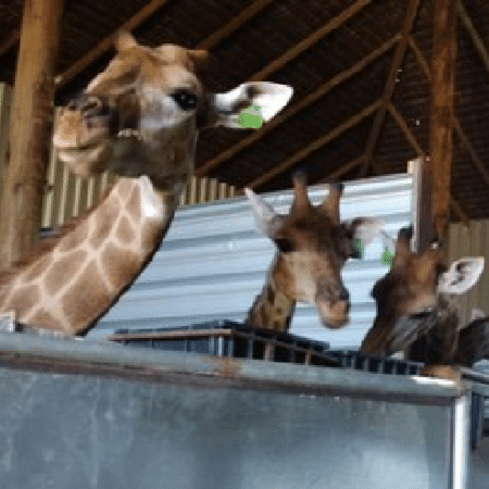 Justiça condena responsáveis por importação ilegal de girafas no Rio de Janeiro
