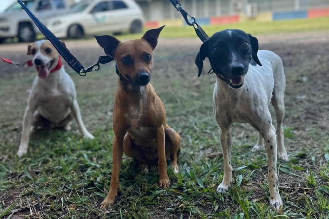 castrapet beneficia cães e gatos de 42 cidades do paraná em fevereiro