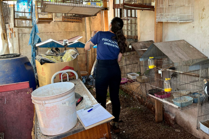 Iat e Polícia Civil resgatam 42 aves silvestres em Assis Chateaubriand