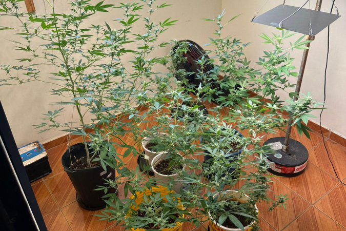 PCPR desarticula laboratório de maconha e prende homem em Londrina