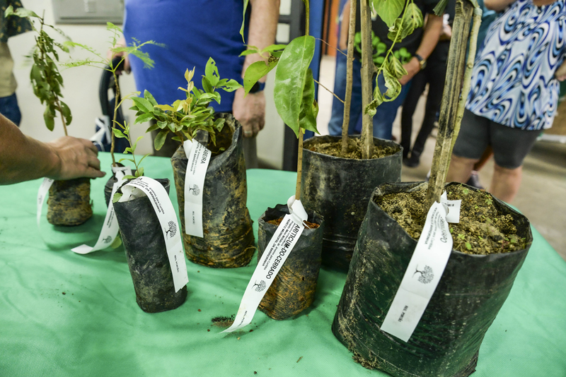 Prefeitura de Curitiba distribui 10 mil mudas de árvores nas festas de aniversário