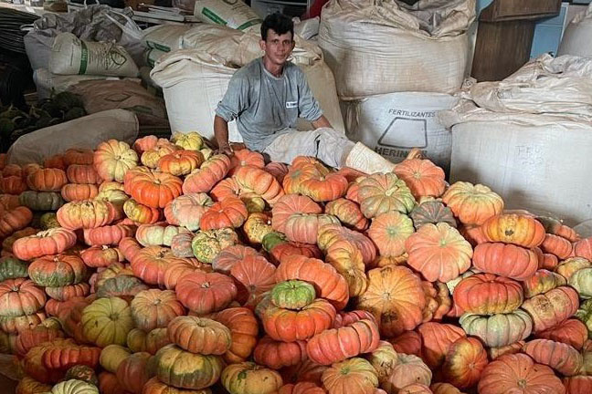 Abóbora impulsiona economia rural em 330 municípios do Paraná